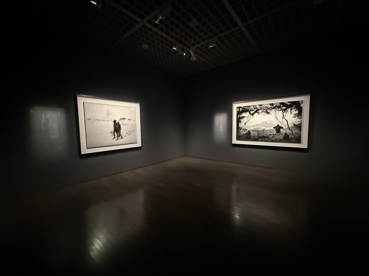 nekokobasiri's tweet photo. 静かすぎる部屋で──「杉本博司 絶滅写真」展を見て考えたこと
東京国立近代美術館

一　はじめに
まず正直に書いておきたい。この展覧会は多くの人の心を動かしている。尊敬しているアーチストや美術関係者も関わっているようだ。会場は静かな熱気に満ち、知人たちの感想も一様に温かい。銀塩プリントの階調は噂に違わず美しく、〈海景〉の前で長く立ち止まる人の気持ちは、私にもよく分かる。

それでも私は、会場を出たとき、自分の中に何も波立っていないことに戸惑った。感動しなかった、と言い切るのは乱暴だろう。

ただ、あらかじめ知っていた感動を、予定通りに受け取った。そんな感触が残った。
その感触は、入口でほとんど決まっていたのかもしれない。会場に入った途端、暗い壁の中に白いプリントが浮かび上がり、私は杉本の写真の内側へ歩いていくような構成なのだろう、と感じた。実際、その予感はほとんど外れなかった。

こちらが迷う前に、展覧会は見せたいものを見せる態勢を整えている。その巧みさに感心しながら、同時に少しだけ身構えた。

この違和感は、私の側の問題かもしれない。だからこの文章は批判ではなく、自分の戸惑いの出どころを、杉本が半世紀かけて海外で受けてきた批評を手がかりに、ゆっくり確かめてみる試みである。

多くの人が本展を称える言葉と、私の感じた静けさとのあいだにある隙間。そこにこの展覧会の輪郭が、少しだけ見えるような気がするのだ。

二　ジオラマのこと
1970年代半ば、ニューヨークのアメリカ自然史博物館で、若い杉本はジオラマにカメラを向けた。剥製の動物が描き割りの前に置かれた展示装置。それを写真に収めると、不思議なことに剥製は生きて見えた。

ワシントン・ポストのブレイク・ゴプニクはのちに、この作家の世界を「矛盾の世界」と呼んだ。ゲッティ美術館は、写真が歴史を正確に写すという私たちの思い込みを静かに問い直す作家として杉本を紹介した。海外の美術館や批評家が長く愛してきたのは、美しさそのものというより、美しさの中に仕込まれた、この小さな不安だったように思う。本当らしさは、どこから来るのか。見ることは、信じることなのか。

その原点を思い出しながら本展を歩いていると、ふと奇妙な既視感に襲われた。ゆるやかな時系列、三章の物語、各シリーズから選び抜かれた代表作。さらに関連するサテライト展示では、制作の秘密を明かす未公開資料「スギモトノート」まで示されていた。半世紀の歩みが一点の乱れもなく整えられたこの展示は、それ自体がとてもよくできた一つの展示装置。

あえて言えば、杉本自身を収めた美しいジオラマのように見えてくるのだ。
かつてジオラマの内側の仕掛けを見つめた作家が、いまジオラマの内側に、大切に据えられている。この円環を、完成と呼ぶべきか、それとも何かがそっと閉じられた瞬間と呼ぶべきか。私にはまだ決めかねている。ただ、あの均質な静けさの理由の一端は、ここにある気がした。

三　絶賛の言葉が、なぜこれほど揃うのか
私が目にした感想の多くも、不思議なほど近い語彙を共有していた。時間、光、記憶、静謐。もちろん、それだけ作品の力が明快だということでもある。ただ、私が思い出したのは、2002年にガーディアンのジョナサン・ジョーンズが記した、愛情のこもった注意書きだった。

杉本の作品は理論の言葉とあまりに相性がよく、語られやすいがゆえに、いつか語り尽くされた気分だけが残るのではないか。そういう趣旨の懸念である。

本展の「絶滅」という主題は、観客への行き届いた道しるべとして機能している。〈劇場〉の前では時間の圧縮を、〈海景〉の前では太古の視線を、第三章では銀塩というメディアの黄昏を、私たちは順番に、正しく受け取ることができる。その親切さは美徳だろう。けれど、すべての部屋に正解が用意されていると、途方に暮れる自由がなくなる。

杉本の写真が本来くれていたのは、本物か偽物か分からず立ち尽くす、あの宙吊りの時間ではなかったか。分かってしまうことの心地よさと、分からないことの豊かさ。本展は前者にずいぶん寄っている、というのが私の実感だった。

「絶滅」という枠組みには、もう一つ繊細な問題がある。銀塩写真の終焉と自らの作家活動の終幕を重ねるこの主題は、荘重で、ある人の胸を打つのかもしれない。
ただ、終わりの物語として差し出されたものを前にすると、私たちはどうしても襟を正してしまい、細かな疑問を口にしづらくなる。

2023年のヘイワード・ギャラリー回顧展の際、ガーディアンの評者が「気取りと耽溺」という手厳しい言葉を使いつつも杉本の技量を認めていたことを思い出す。称賛と留保が同居できるのが健全な批評だとすれば、本展の厳かなトーンは、留保の側の声を少し出しにくくしているかもしれない。

四　アジアの美術館が見ていた、もう一人の杉本
私の戸惑いがいくらか整理されたのは、直近のアジアでの展覧会と本展を並べてみたときだった。

2024年、UCCA北京は中国本土初の大規模個展で、中国語タイトルに「無尽」と「刹那」という言葉を選んだ。刹那はサンスクリット由来の仏教語。そこに流れているのは、始まりも終わりも主人公もいない、めぐり続ける時間である。2026年、シンガポール美術館は《Form Is Emptiness》、つまり「色即是空」を表題に掲げ、見えるものと見えないものの関係を軸に据えた。

どちらの読みにも共通するのは、杉本の作品を作家個人の物語から少し引き離し、より大きな時間の中に浮かべる姿勢だ。写真を「記録であると同時に発明でもある」曖昧なメディウムとして開いておくこと。その開かれ方が、私にはとても風通しよく感じられた。

対して本展が選んだ「絶滅」は、終点のある時間である。そこには惜しまれる主役がいて、物語は一つの方向へ流れる。それは決して間違いではないし、集大成の展覧会としては自然な選択だろう。

ただ、約60点で13シリーズをたどる構成は、一つひとつのシリーズに深く潜る前に次の部屋が来てしまう慌ただしさも生んでいて、ガーディアンが指摘した「並べると方法的に見える」という弱点が、意図せず顔を出す場面もあった。

世界の受容がこの20年、写真家という枠を越えて、建築や舞台や思索を横断する作家像へと広がってきたことを思うと、原点回帰の潔さと引き換えに、手放されたものの大きさも感じずにはいられない。

関連するサテライト展示で示された未公開資料「スギモトノート」は、今回もっとも心に残ったものの一つだ。完璧なネガのための暗室の覚書には、努力の人としての杉本が息づいていて、率直に感動的である。ただ、このノートが展示全体の中で果たしている役割を考えると、少し複雑な気持ちにもなる。

虚実のあわいで観客を惑わせてきた作家が、ここでは何より「技を究めた誠実な職人」として差し出される。それは真実の一面に違いない。けれど、ガーディアン・オーストラリアが半ば愛を込めて「フェイクの名人」と呼んだ、あの人を食ったような不敵さは、この上品な会場のどこに息をひそめているのだろう。

五　もしかすると、変わったのは私の目のほう
とはいえ、最も大きな理由は、展覧会の外にあるのかもしれない。

杉本の写真の驚きは、写真は真実を写すという私たちの素朴な信頼の上に成り立ってきた。剥製が生きて見えて、はっとする。蝋人形の王が本物に見えて、ぞくりとする。あの「はっ」と「ぞくり」は、信頼が優しく裏切られる瞬間に生まれるものだった。

ただ、杉本の写真がしていたのは、単に「写真は嘘をつく」と暴くことではなかったと思う。剥製も蝋人形もジオラマも、作り物ではある。けれど少なくとも、それらはそこに物として存在していた。写真はその作り物に、もう一度、現実の顔を与えてしまう。嘘がばれるのではなく、嘘が本物めいてしまう。そこに、杉本の写真の不安があった。

けれど少なくとも私は、画像を見るとき、以前ほど「これは何を写したのか」と考えなくなっている。画像は、現実を一度も通らなくても画像として成立する。正確には、画像が現実を一度も通らずに成立することを、もはや不思議に思えない遠いところまで来てしまった。

だから「これは本物ではないのです」と告げられても、かつてのような気持ちは生まれにくい。そもそも信じていないものには、裏切られることもできない。

作品が古びたのではない。作品を受け止める私の目のほうが変わってしまったのだ。そう考えると、本展のタイトルには、作り手の意図を超えた切実さが宿る。消えつつあるのは銀塩写真だけではない。写真に惑わされることのできた観客もまた、静かに姿を消しつつある。

ひょっとたら本展はその消失も描いていたのかもしれない。ただ、少なくとも私には、そこまでは届いてこなかった。

六　最後の部屋で
ただ、一箇所だけ、この摩擦を感じられない展覧会に引っかかったところがあった。
それを書いておかないと、この文章は公平にならない。

最後の部屋は、前の部屋が色彩豊かなだけあって、切り離されたように暗く感じた。
ほとんど暗室である。そこにあったのは、一枚の写真ではなく、一幅の掛軸と、小さな塔だった。掛軸は《伝寂蓮法師筆　地獄草紙詞書断簡》。平安時代の詞書断簡に、杉本が描き表装を施したものだ。
その傍らには、《光学硝子五輪塔 335　ノルウェー海、ベステローデン諸島》が置かれていた。光学ガラスの中に白黒フィルムを納めた、小さな五輪塔である。

ここで面白かったのは、写真展の最後に置かれているにもかかわらず、中心にあるものが、いずれも通常の意味での「写真」ではないことだった。一つは、絵巻に由来する詞書の断簡である。もう一つは、写真でありながら、壁に掛けられたプリントではなく、塔の内部に封じ込められたネガである。

詞書は本来、絵を導くための言葉だったはずだが、ここでは絵を失っている。ネガは本来、プリントを生むための媒体だったはずだが、ここではプリントとして見せられず、塔の中に納められている。言葉は像を失い、ネガは像になる手前で止められている。最後の部屋で、展覧会は初めて、完成された像ではなく、像になりきらないものを差し出していた。

思えば、この展覧会で私が感じていた物足りなさは、まさにその逆のことだった。どのシリーズも美しく、よく説明され、意味の通り道があらかじめ整えられている。ジオラマは虚実を、劇場は時間の圧縮を、海景は太古の記憶を、観客は順番に受け取ることができる。ところが最後の二作は、そう簡単には意味を閉じない。

古い断簡はどこから来たのか、誰の筆と見るべきなのか、どの絵巻に属していたのかをなお完全には明かさない。五輪塔もまた、1990年の海を2011年の彫刻へと移し替えながら、写真を「見るもの」ではなく「納めるもの」に変えている。由来のはっきりしない断片と、番号まで与えられた海。旧蔵の闇と、光学ガラスの透明さ。そこにだけ、杉本の世界が本来持っていた矛盾が、まだ生きていた。

ラベルに記された「2011/1990」という二つの年も、ささやかだが重要に思えた。一本の斜線が、二つの時間をつないでいる。1990年の〈海景〉のネガは、2011年の五輪塔へ納められたと読める。そして2026年、それが「絶滅写真」の終わり近くに置かれている。

時間は終点へ向かってまっすぐ流れているのではない。撮影され、封じられ、祀られ、もう一度見られる。絶滅という直線の物語の中に、ここだけ小さな輪が開いていた。

「絶滅」という言葉も、この部屋では少し違って聞こえる。絶滅は、消えてなくなることだ。けれど仏教語の「滅」には、入滅や寂滅の滅もある。死であり、同時に安らぎである。仏の入滅のあとには舎利が残り、それを納める器が塔や厨子になる。光学硝子の五輪塔に封じられた〈海景〉のネガは、写真の遺骨のようにも、あるいはまだ現像される前の種子のようにも見えた。

銀塩写真はただ滅びるのではない。形を変え、巻き取られ、納められ、また別の形式で現れる。そう考えると、この部屋は「絶滅」を、悲劇としてではなく、変換の儀式として引き受けていたのかもしれない。

UCCAが「刹那」と呼び、シンガポールが「色即是空」と呼んだ仏教的な杉本は、竹橋にもいた。ただし最後の一室に、ひっそりと。

掛軸という形式の選択も、偶然ではないだろう。壁に固定され常時見られる額装写真と違い、掛軸は掛けられ、巻き取られ、蔵に眠り、時が来ればまた現れる。消滅と再来を周期として生きる形式である。永続する完璧なプリントを究めた作家が、終幕に「消えることを知っている形式」を掲げたのだとしたら、それは永久保存とは別の、もっとしなやかな絶滅への答えかもしれない。

そして、私がこの展覧会で最も長く見つめたものは、実は壁の上にはなかった。暗い床の上である。磨かれた床板に、展示を照らす光が淡い矩形となって落ちていた。闇に浮かぶ一幅の光。展示室の床が、誰に頼まれたわけでもなく、掛軸のかたちをもう一度反復していた。

水面に映る月のように、確かに見えるのに実体を持たない像。そして写真の言葉で言えば、あの反射はネガも定着液も作者も持たず、私が一歩動けば形を変え、閉館とともに消える、現像されないまま消えていく潜像だった。

暗室の終焉を悼む展覧会の最終室が暗室そのものになっていて、その床に、二度と定着されることのない最後の一枚が揺れていた。
会場でただ一つ、誰にも制御されていない生きた像。本物か偽物か、作品か偶然かの判定がつかないまま、私はしばらく立ち尽くした。思えばそれこそが、杉本の写真がかつて私にくれていた時間だった。

七  おわりに
だから、会場で私を包んだあの静けさは、たぶん誰のせいでもない。完成されたものだけが持つ静けさであり、問いが答えに変わったあとの静けさである。多くの人がそこに安らぎを見出すのは当然だし、その感動を疑うつもりは少しもない。

ただ私は、杉本博司という作家を、安らぎよりも不安の側で愛してきたのだと思う。本物と偽物の境目で立ち尽くさせてくれる人として。その意味で本展は、一人の偉大な作家の到達点を確かめる場であると同時に、彼が私たちに仕掛け続けてきた小さな謎かけが、丁重に額装され、そっと壁に掛けられた場でもあった。

美しい展覧会である。そして、その美しさの静けさに、ほんの少しだけ寂しさを覚えた。
それが偽らざる私の感想だ。

もっとも、最後の部屋の床には、作品としては数えられていない一枚がまだ揺れている。あれは会期が終われば、どこにも残らずに消えるだろう。定着されない像、巻き取られる断簡、祀られたのちに闇へ還る光。本展の本当の結論は、もしかすると壁ではなく、あの床に書かれていたのかもしれない。

ーーー
展覧会情報
杉本博司　絶滅写真
 会場：東京国立近代美術館 1F企画展ギャラリー
 会期：2026年6月16日（火）～9月13日（日）
 休館日：月曜日。ただし7月20日は開館、7月21日（火）は休館。
 開館時間：10:00～17:00。金曜・土曜は10:00～20:00。入館は閉館の30分前まで。
 観覧料：一般 2,300円、大学生 1,200円、高校生 700円。
 主催：東京国立近代美術館、日本経済新聞社
 特別協賛：DIOR
 協賛：セイコーグループ、サンエムカラー
 特別協力：公益財団法人小田原文化財団、ギャラリー小柳
 公式情報：本展は初期から現在に至る銀塩写真約60点を展観し、全13シリーズを3章構成で紹介する展覧会。所蔵品ギャラリー3階では、当館所蔵杉本作品全点と未公開資料「スギモトノート」のサテライト展示も行われている。