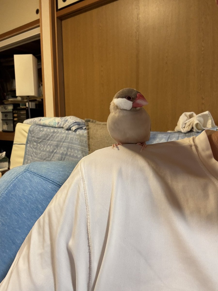 noribou's tweet photo. 文鳥とセキセイインコ https://t.co/Pl4dbvrppC