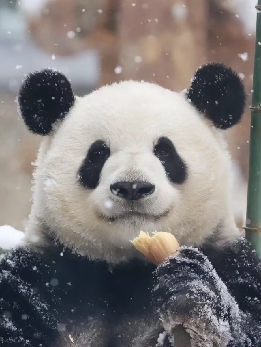 touch_beijing's tweet photo. Menglan, the superstar panda in Beijing Zoo, celebrated his 11th birthday recently🎂Keepers baked him a lovely birthday treat made of fresh #bamboo and #fruits.
#Menglan #Panda #BeijingZoo #Beijing #China #birthday #love #animaloftheday #fun #citylife https://t.co/YH8TA40uiP