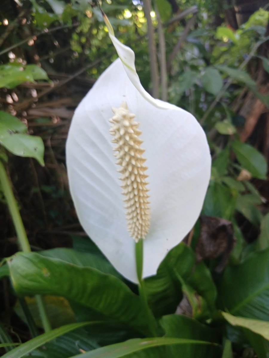 emilemc123's tweet photo. Just Natural home garden https://t.co/jib3Hm6Gqu