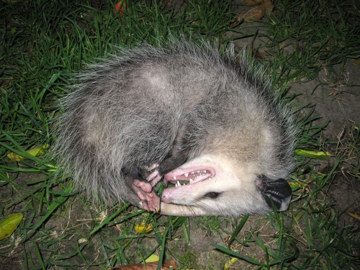 giveashitnature's tweet photo. When an opossum plays dead, it's actually not playing at all.

Tonic immobility in opossums is an involuntary physiological response triggered by extreme fear, the same basic mechanism as fainting in humans. 

The opossum has no control over it, can't choose to stop it, and can't be snapped out of it by noise, prodding, or anything else. It just has to run its course, anywhere from a few minutes to several hours.

Your move is simple: leave it where it is and walk away.