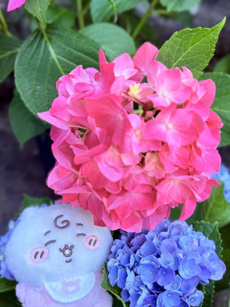 sho09time21's tweet photo. 皆様1日お疲れ様でした🌙
本日も投稿拝見してくださりありがとうございます🌹

本日は久しぶりに美麗な夕焼けを拝むことが出来ましたので色鮮やかな紫陽花を木陰で楽しむべびちい様と共に皆様へお届けさせて頂き1日を終えようと思います🌇💠✨
夕空もすっかり夏模様となり改めて時の流れを感じる一幕でした🥀
少しでも1日の癒しとなりますと幸いでございます💃❤️‍🔥

皆様明日も素敵な1日となりますように🌹
#ちいかわ
#紫陽花