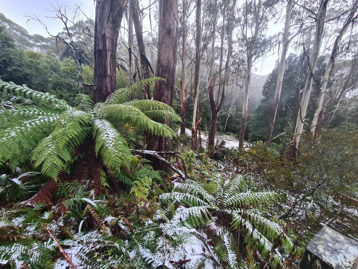 gnostic_bf's tweet photo. Southeast Australian wet sclerophyll and temperate rainforest appreciation thread: https://t.co/Xhs9FvePAX