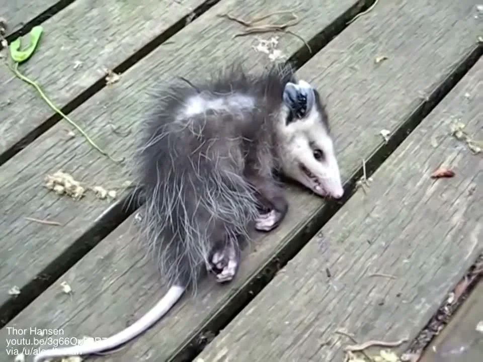 giveashitnature's tweet photo. When an opossum plays dead, it's actually not playing at all.

Tonic immobility in opossums is an involuntary physiological response triggered by extreme fear, the same basic mechanism as fainting in humans. 

The opossum has no control over it, can't choose to stop it, and can't be snapped out of it by noise, prodding, or anything else. It just has to run its course, anywhere from a few minutes to several hours.

Your move is simple: leave it where it is and walk away.