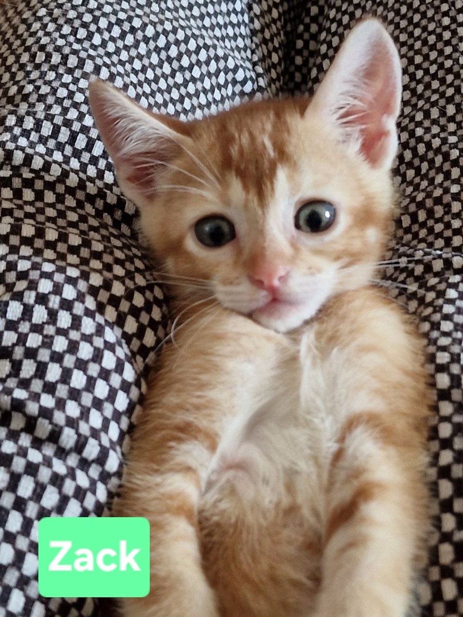 aso_ADAANA's tweet photo. ¿Cuántos pasabais las mañanas de verano viendo #Salvadosporlacampana? 🙋‍♀️🔔
Zack: zalamero, simpático y divertido 😹
Kelly: dulce, mimosa y adorable 😻
Slater: juguetón, gracioso y activo 😼
Jessie: espabilada, lista y curiosa 😸
📍 #ComunidadValenciana
📧 adopciones@adaana.com https://t.co/NCXX5lpnA5