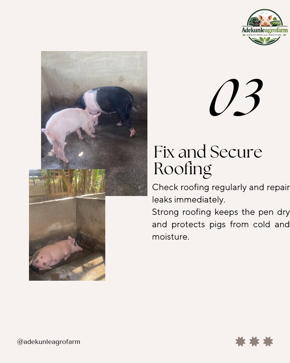 adekunleagro's tweet photo. 4 Ways to Protect Your Pig Pen This Rainy Season🌧️☔️

#Belgium #agriculture #farming #agricultureinvestment #investment https://t.co/apIOjxn41N