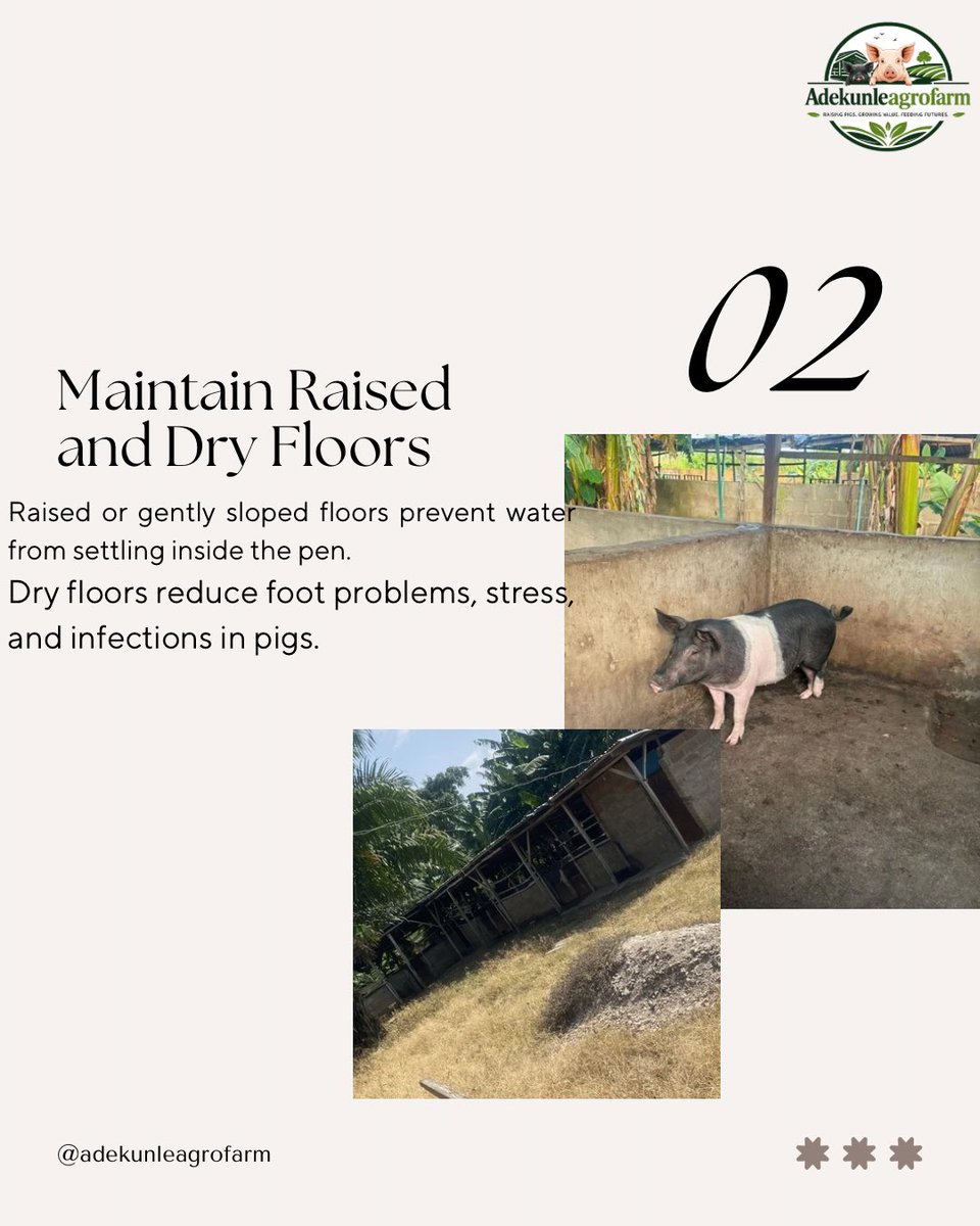 adekunleagro's tweet photo. 4 Ways to Protect Your Pig Pen This Rainy Season🌧️☔️

#Belgium #agriculture #farming #agricultureinvestment #investment https://t.co/apIOjxn41N