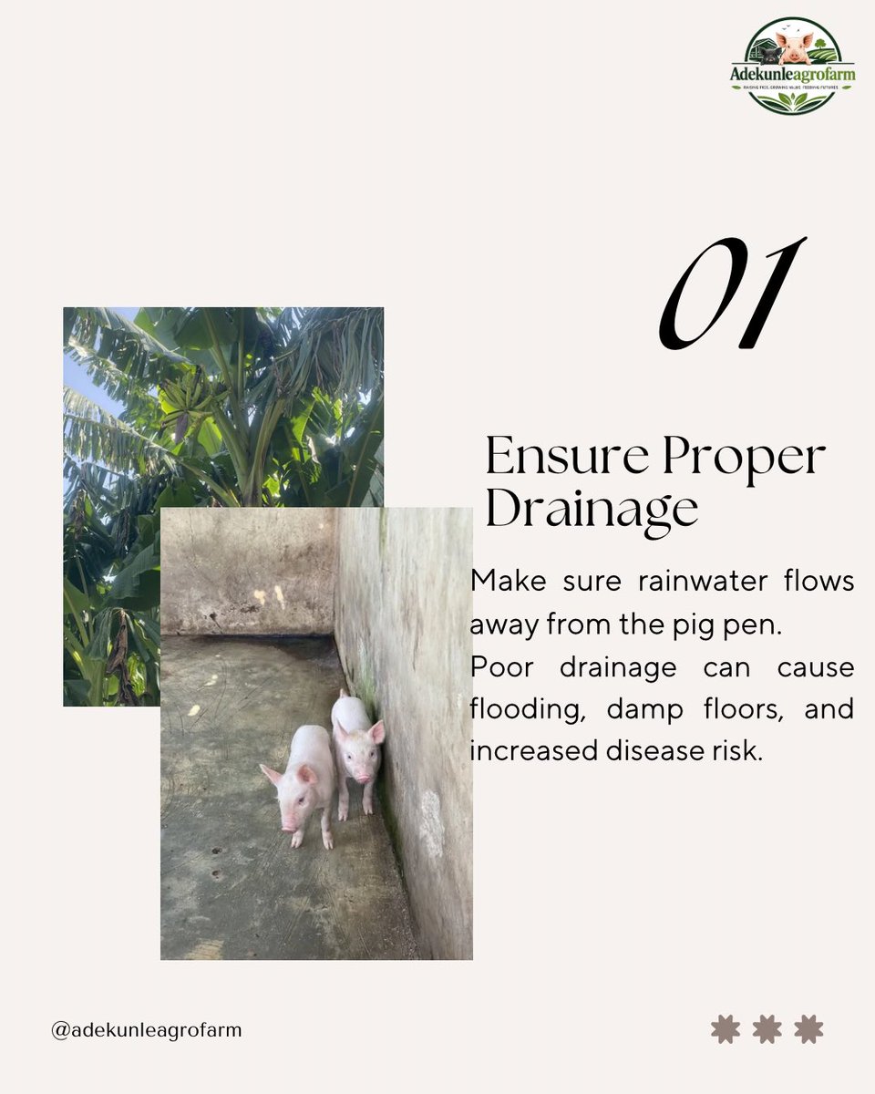 adekunleagro's tweet photo. 4 Ways to Protect Your Pig Pen This Rainy Season🌧️☔️

#Belgium #agriculture #farming #agricultureinvestment #investment https://t.co/apIOjxn41N