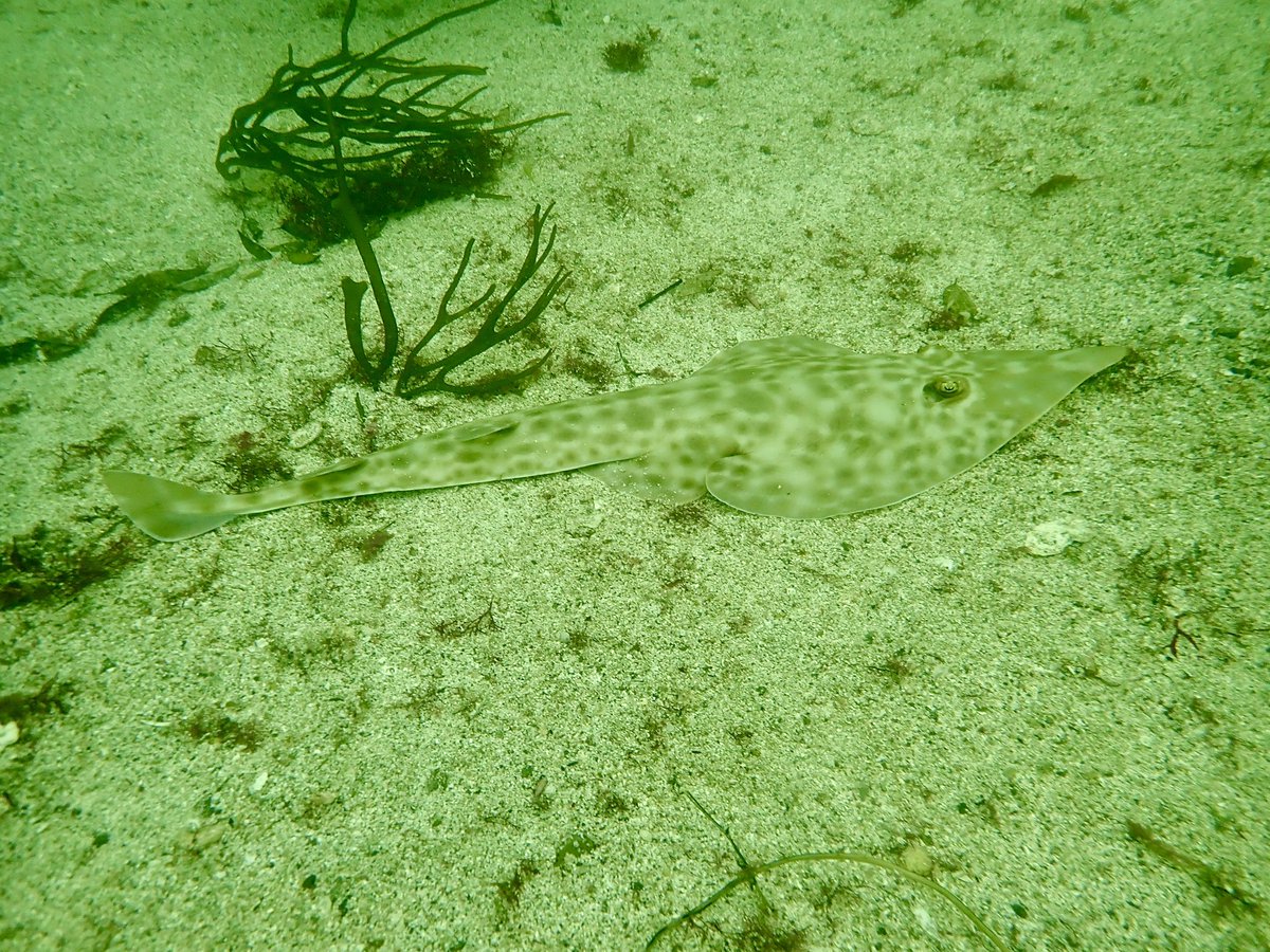 HATSUSHIMA_SF's tweet photo. 🦈砂地にひっそりサカタザメ✨

名前に「サメ」と付きますが、
実はエイの仲間😊

砂地にじっと身を潜める姿は、
見つけるとちょっと嬉しい出会いです！

#初島 #ダイビング #サカタザメ #エイ #初島ダイビング https://t.co/UO2nhYNNW7