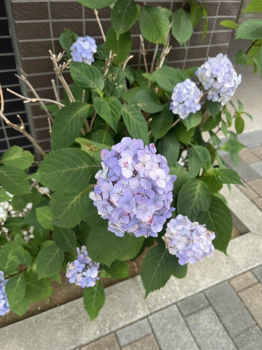 re_na031's tweet photo. めじるしチャームすぐ回しちゃう https://t.co/ogPj8j1OYg