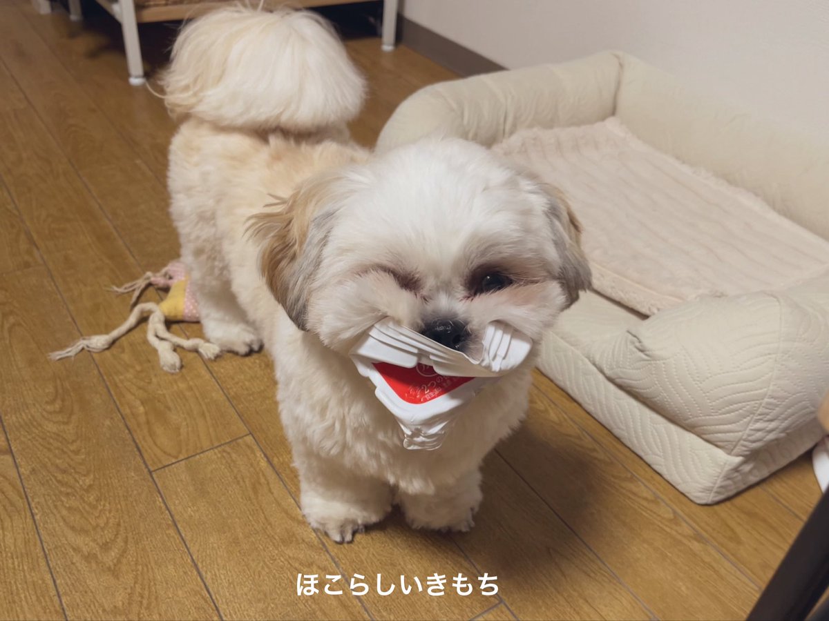 Olaf_ShihThu's tweet photo. ぺったんこにしたヨーグルトのふた見せに来てくれた https://t.co/g6QkAUQX1N