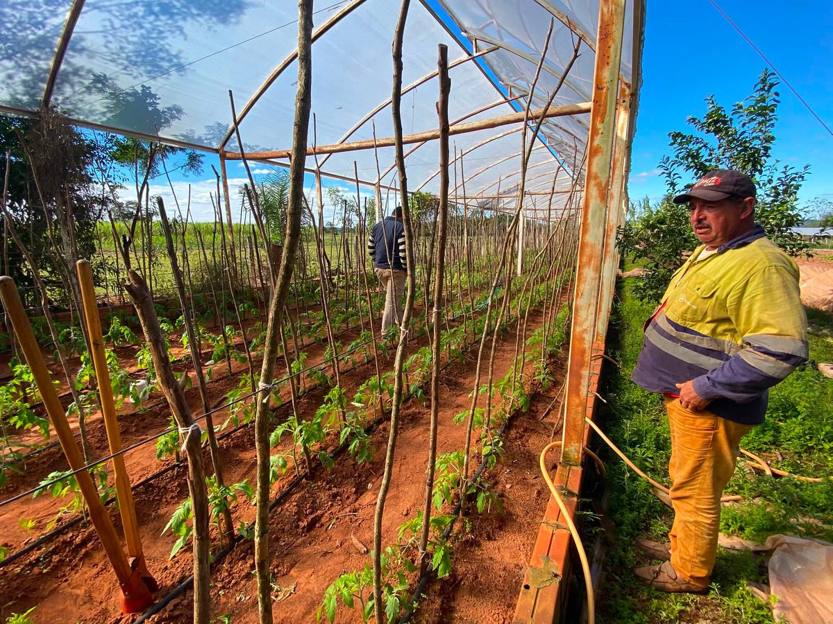magparaguay's tweet photo. Seguimos acompañando el desarrollo de la Agricultura Familiar.

Visitamos la finca del productor Juan Ramón Yacquet, en Choré, donde avanza con éxito la producción de cebolla, tomate y ajo, este último incorporado como nuevo rubro en la presente campaña. https://t.co/Y0mIh2IfBC
