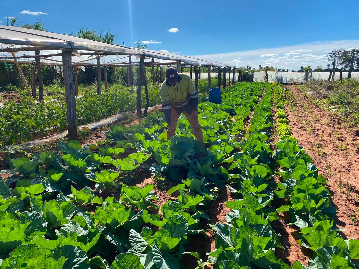 magparaguay's tweet photo. Seguimos acompañando el desarrollo de la Agricultura Familiar.

Visitamos la finca del productor Juan Ramón Yacquet, en Choré, donde avanza con éxito la producción de cebolla, tomate y ajo, este último incorporado como nuevo rubro en la presente campaña. https://t.co/Y0mIh2IfBC