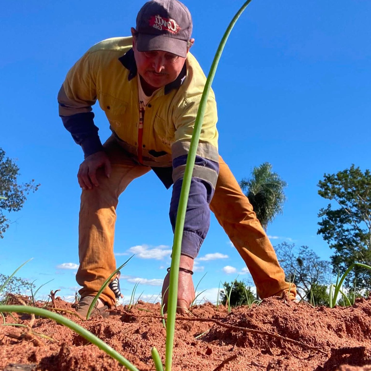 magparaguay's tweet photo. Seguimos acompañando el desarrollo de la Agricultura Familiar.

Visitamos la finca del productor Juan Ramón Yacquet, en Choré, donde avanza con éxito la producción de cebolla, tomate y ajo, este último incorporado como nuevo rubro en la presente campaña. https://t.co/Y0mIh2IfBC