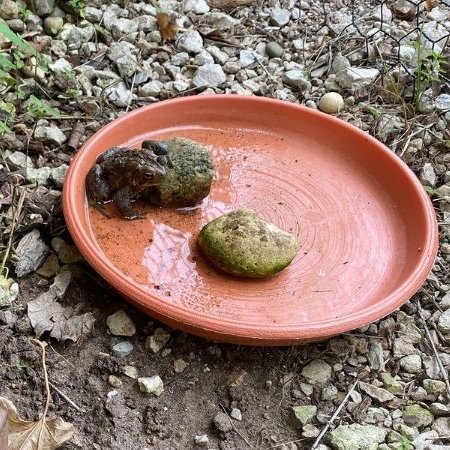giveashitnature's tweet photo. Put a shallow dish of water on the ground today. Late summer heat is brutal on small wildlife, and water is harder to find than food in some places right now.

A clay plant saucer works great. Drop in a few stones so they break the water surface. Bees and small insects get trapped in surface tension and drown without something to land on. Butterflies like a dry perch to drink from.

Place it in shade so it doesn't cook in the afternoon sun and dump/refill it daily. Scrub with hot water; if it gets slimy or fouled, disinfect with a dilute bleach solution, rinse thoroughly, and dry before refilling. Keep it away from areas where dogs have access, since toads produce a mild toxin that's unpleasant for dogs and potentially dangerous for small ones.

Within hours or days of setting it out: bees, butterflies, ground beetles, and if you're lucky, a toad at dusk will start to find it. It costs nothing and it'll get used well into fall.