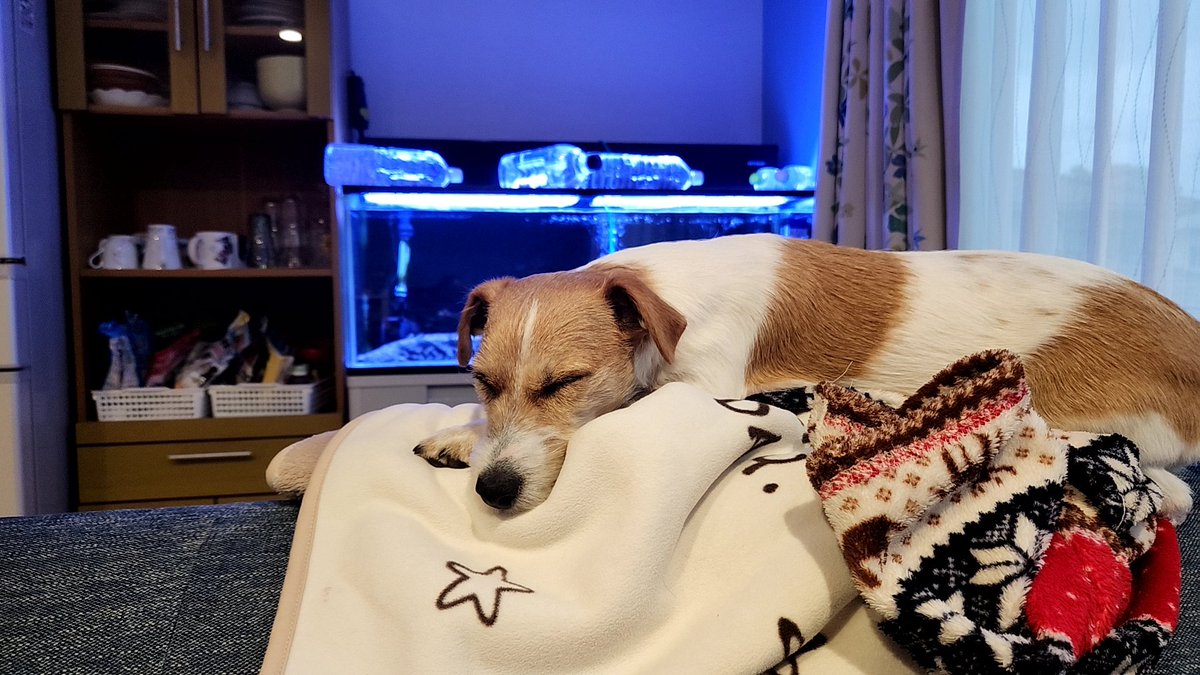 DaisukeWakasa's tweet photo. 先月、肉食熱帯魚の水槽を完全撤去しました

理由は実は2年前に熱帯魚が暴れて水槽を破壊されて水漏れ

水槽の壁際にヒビが入ってたので熱帯魚屋さんが言うには熱帯魚のパワーで破壊との事

53cmまで育てたのに🥺熱帯魚と獣🐶との長い生活を覚悟してたのに熱帯魚は無事に引き取り

また熱帯魚はします https://t.co/PKCZ2OrYNO