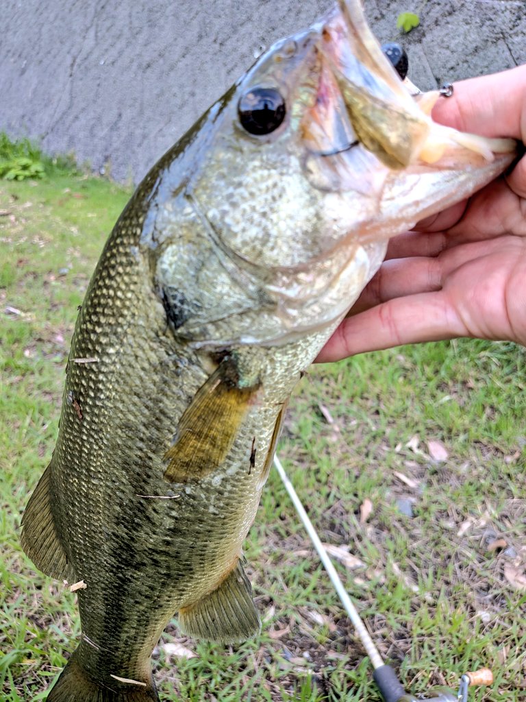 hirokisuenaga's tweet photo. かなり増水🎣
基本ノーシンカーで🪱
ゴミ溜まりで落ちきらない場所は5gのシンカーをつけて🐟️✨️
#バス釣り #jackall https://t.co/lYocMNOufv