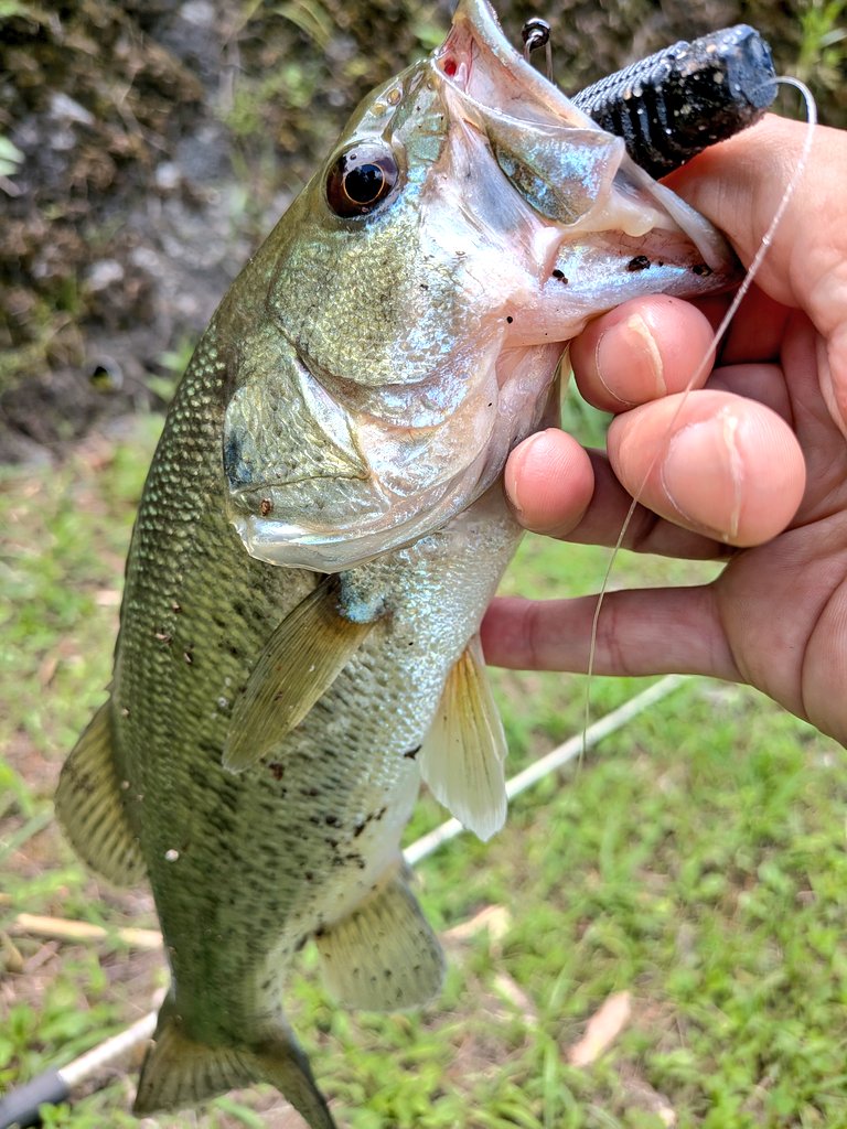 hirokisuenaga's tweet photo. かなり増水🎣
基本ノーシンカーで🪱
ゴミ溜まりで落ちきらない場所は5gのシンカーをつけて🐟️✨️
#バス釣り #jackall https://t.co/lYocMNOufv