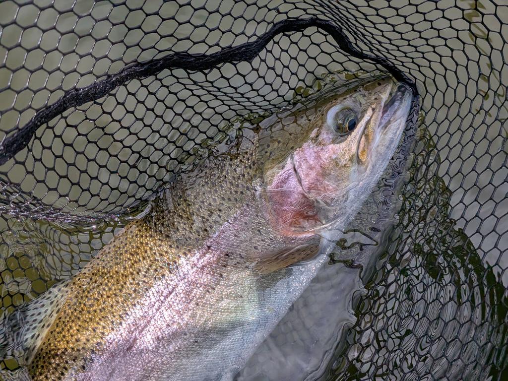 feel_samayasu's tweet photo. 抜かりなし😁✨
八千穂レイク🎣
ヒレビンビン💯
いい引きを味わえた😁👍
これで　次回も気兼ね無し🫶 https://t.co/6pjJpXRcdb