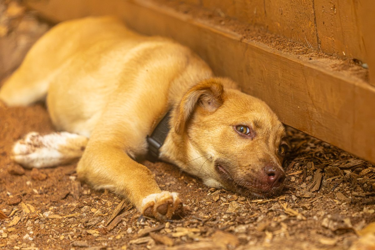 fredstrobel1's tweet photo. Looks like Expresso Martini needs some expresso @pawsatlanta
#adoptdontshop #rescue #rescuedogs #dogsofatlanta #dogsofatl #atlanta #atl #pawsatlanta #artisthelpinganimals #seenequalssave #heartsspeak #dogs #eosr5markii https://t.co/BznXKRjx9O