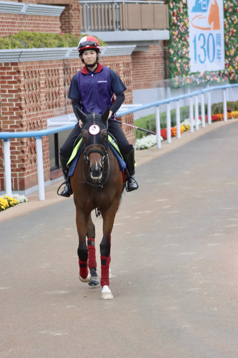 yonerui310's tweet photo. 函館競馬場 2026.7.8

武英智厩舎 シグレ

 #函館競馬場 
 #武英智厩舎 
 #シグレ
 #AnnMudgeBackerSmittenFarm

五十嵐ひなさん 騎手候補生 https://t.co/p0tP2BZyEE
