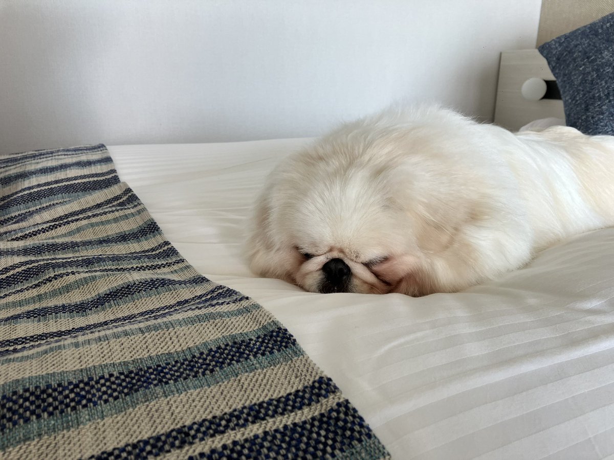 leana0502's tweet photo. お部屋で寛ぐ犬、晩ご飯は会席、展望レストランでのドヤ顔の犬、ハーフバイキングな朝ご飯、の合間に三回温泉に浸かる人間（笑） https://t.co/aXowOiLQSO