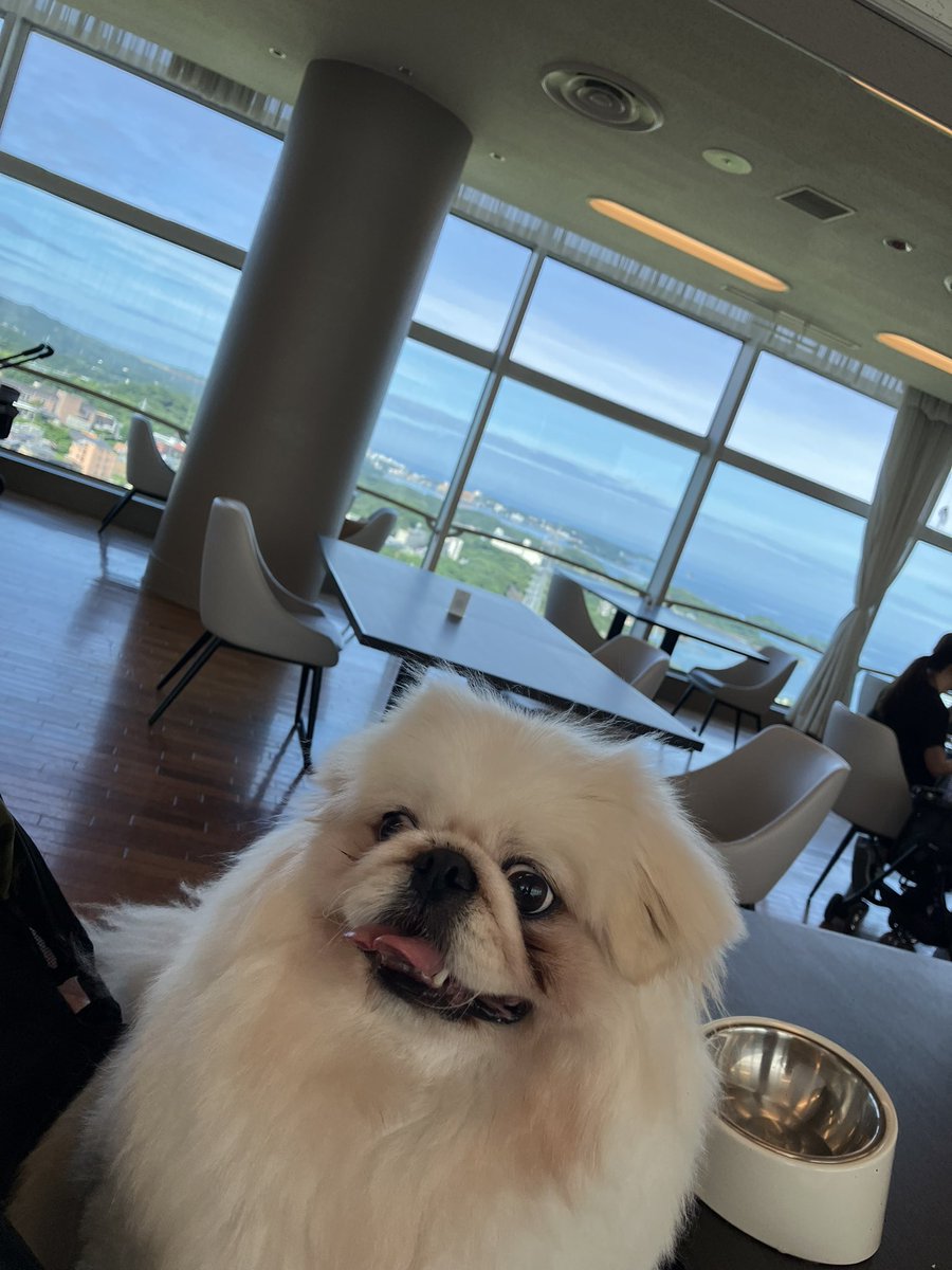 leana0502's tweet photo. お部屋で寛ぐ犬、晩ご飯は会席、展望レストランでのドヤ顔の犬、ハーフバイキングな朝ご飯、の合間に三回温泉に浸かる人間（笑） https://t.co/aXowOiLQSO