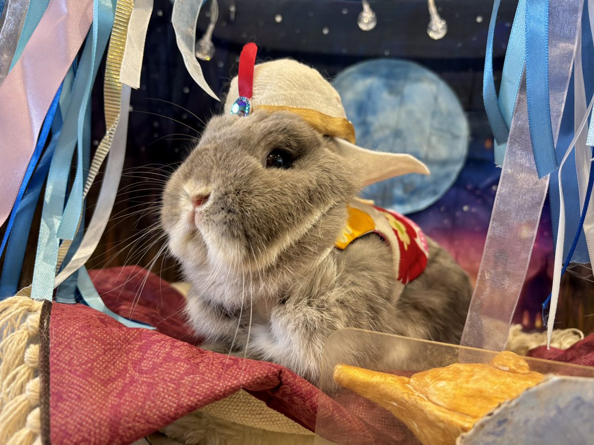 本日のアラビアンナイトうさちゃんズ🌙✨ ありがとうございました