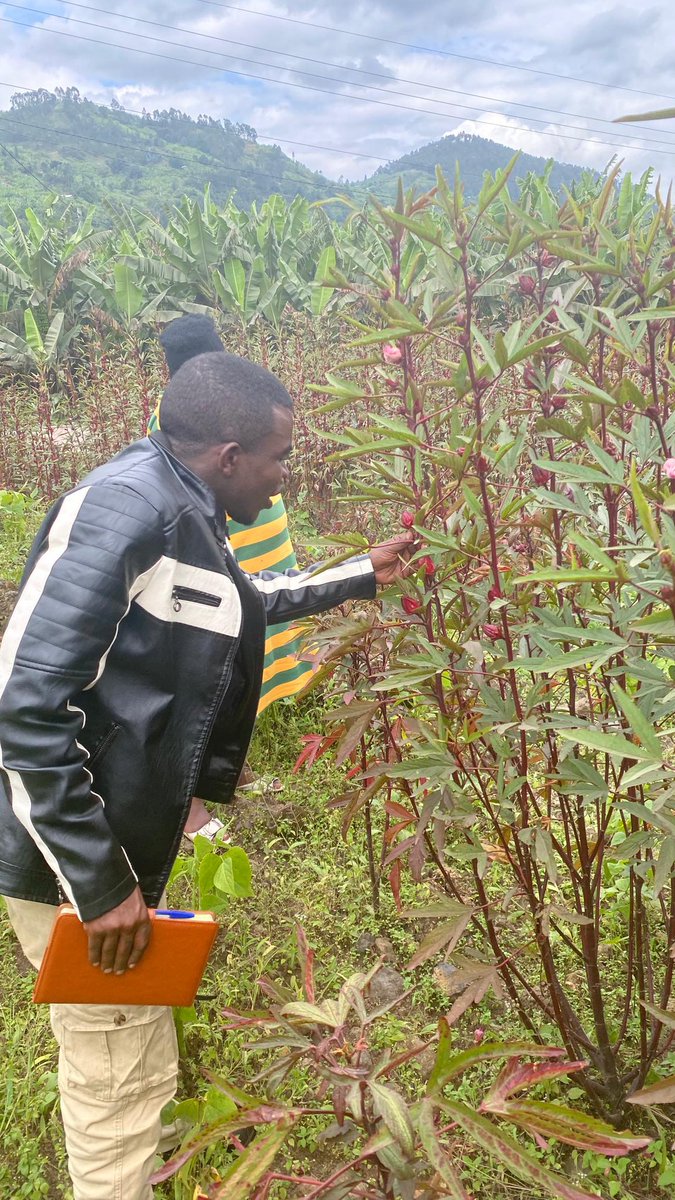 YEAN_Agro's tweet photo. At YEAN, we believe agribusinesses don't grow through training alone, they grow through continuous coaching, practical support, and access to the right systems.

Through our Agribusiness Incubation and Innovation Hub (AIIH), we work alongside agribusinesses to strengthen their operations, improve product quality, enhance food safety, introduce digital quality management tools, and implement Good Agricultural Practices (GAP) and Good Manufacturing Practices (GMP).

Our hands-on incubation model helps enterprises build strong business systems, improve traceability and compliance, and become more competitive in local, regional, and international markets.

We are committed to nurturing resilient, innovative, and investment-ready agribusinesses that create jobs, add value to agricultural products, and contribute to the transformation of Rwanda's food systems.

This is what agribusiness incubation looks like in practice and we are just getting started and we are open for more collaboration on such initiatives. #Agribusiness #AgribusinessIncubation