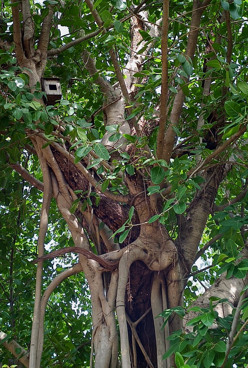 infotainmentod's tweet photo. Happy #Woodnesday 🌿🌳🌿 

#trees #nature #treetime https://t.co/IJKRvgFPqn