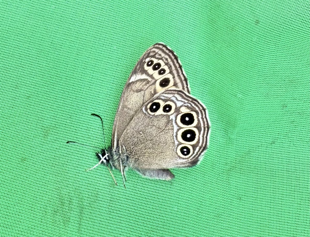 5N_7eph81's tweet photo. 気晴らしにウラジャのポイントに足を運んだ
個体数もそこそこで楽しい
一見地味な蝶ほど、鮮度が良いだけで印象変わるよね https://t.co/5tlfLtxWeB