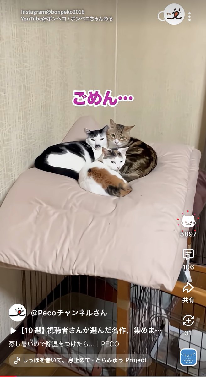 z～(Ao・ω・oA)いいねを押すと猫ちゃんになるのかわいい🐱