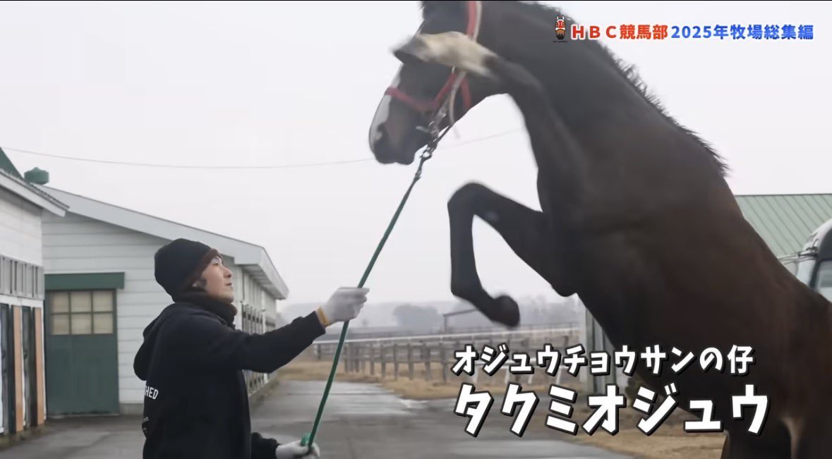 9cumber_oju's tweet photo. 【これまでのタクミオジュウ】
「でしゃばり長男」→一族伝統立ち上がり→"今のところ"おとなしい→追い切り中の横目

ステゴ特有の賢さありそうなタイプだ… https://t.co/xQ7txsxQdq