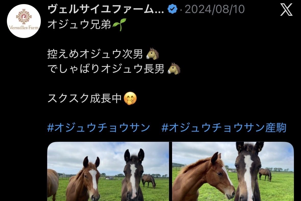 9cumber_oju's tweet photo. 【これまでのタクミオジュウ】
「でしゃばり長男」→一族伝統立ち上がり→"今のところ"おとなしい→追い切り中の横目

ステゴ特有の賢さありそうなタイプだ… https://t.co/xQ7txsxQdq