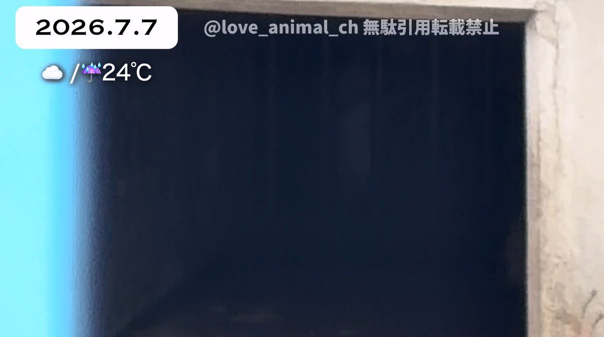 wwjjjeeyy's tweet photo. @Cha_Shu_Meen 動画を見たら、パンチが餌の時間に閉じ込められて出られず、閉じ込められた扉を登っていました。とても悲しかったです。飼育員さんに会えないみたいですね。 https://t.co/J1UbVgsBDs