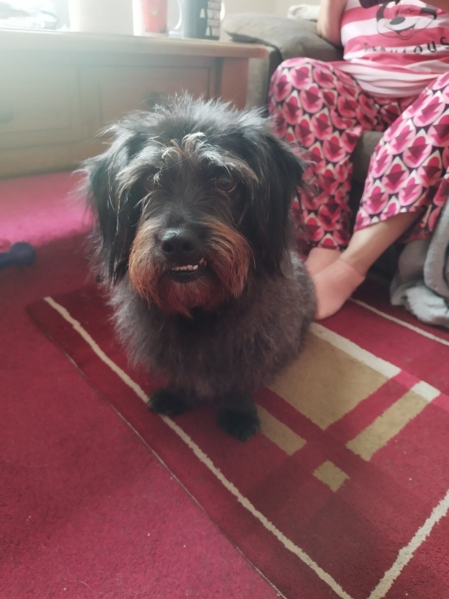 MissingPetsGB tweet picture