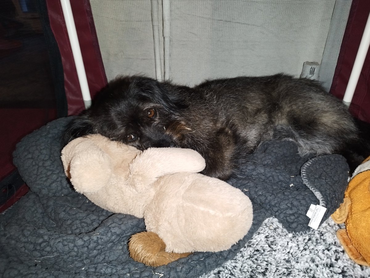MissingPetsGB tweet picture