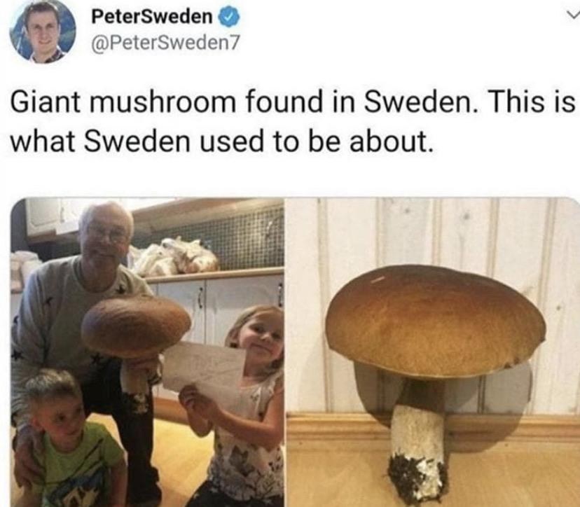 Sentinel_State's tweet photo. @Menatetronone_4 Scandinavians for Good Mushroom https://t.co/2DWDFlC46M