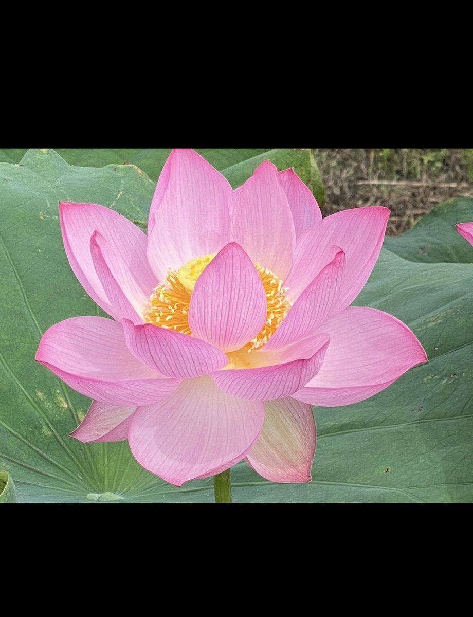 mitusatomiyuki's tweet photo. 久しぶりにハス🪷の花 https://t.co/q2fpDQg5Ff