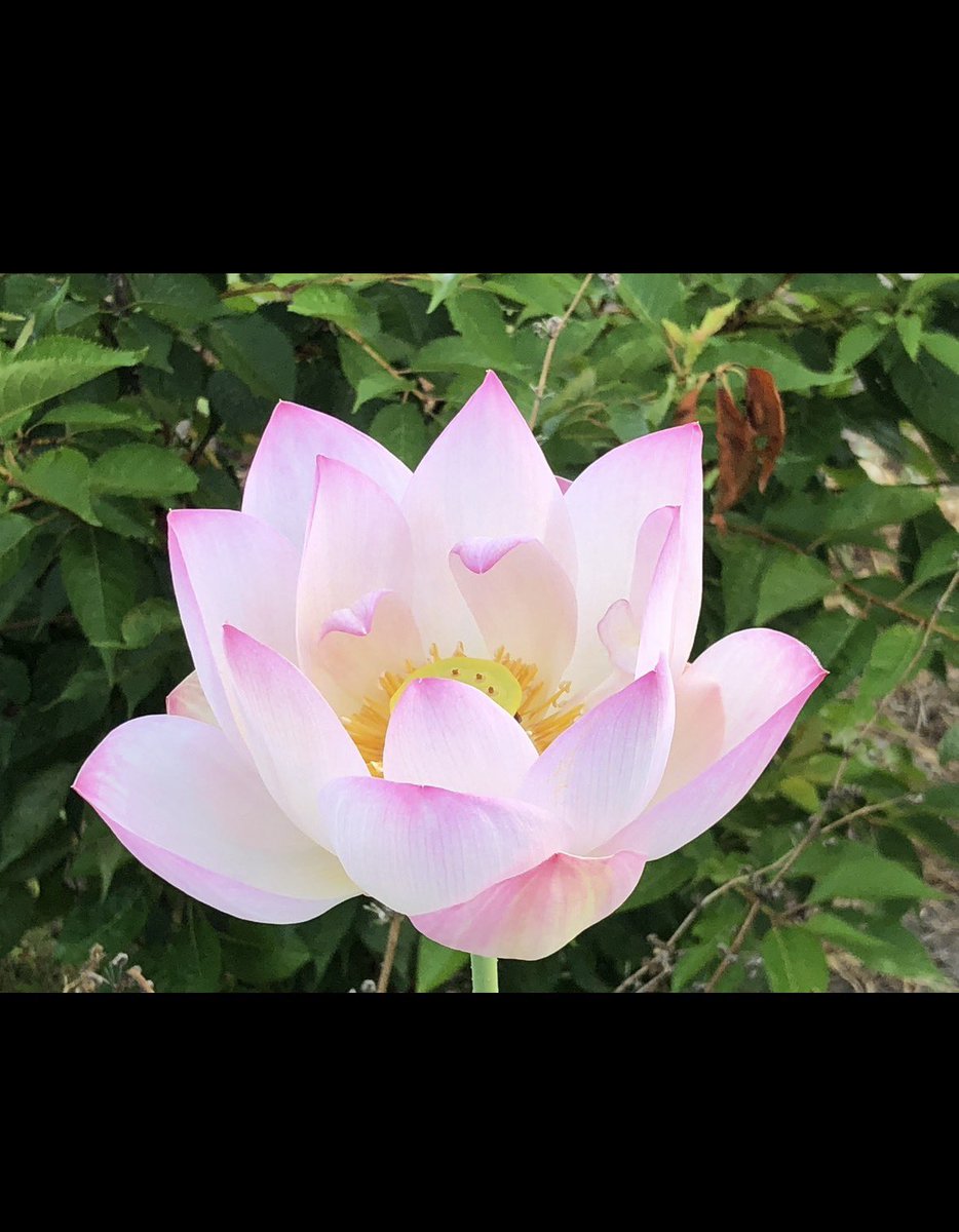 mitusatomiyuki's tweet photo. 久しぶりにハス🪷の花 https://t.co/q2fpDQg5Ff