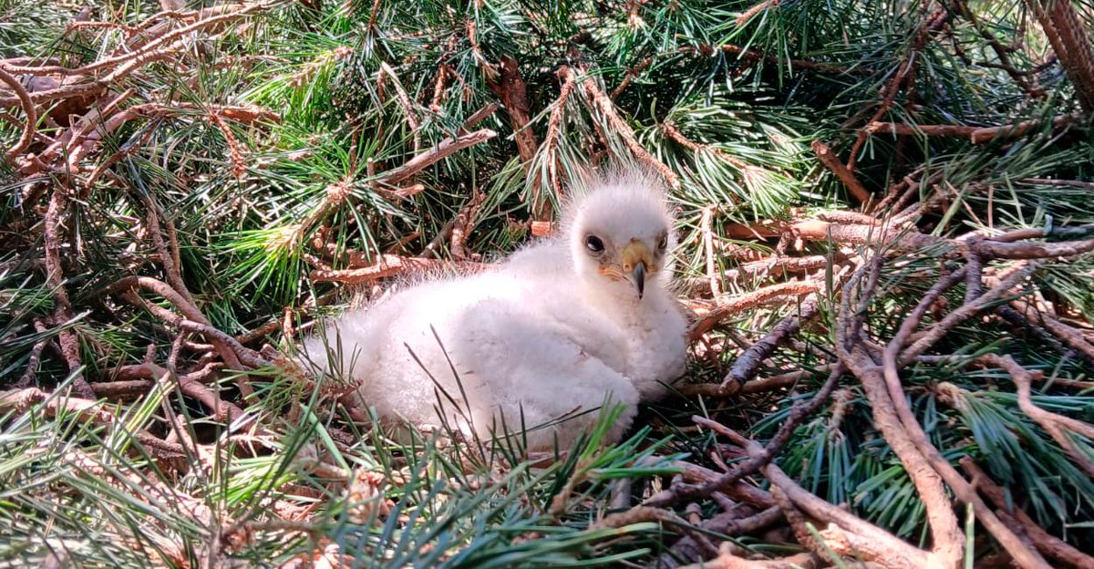 AAMM_And's tweet photo. 🦅 Final feliz para una joven águila calzada

Agentes Medioambientales de Sierra Nevada detectaron la caída de un nido con su único pollo.

La UVCA reconstruyó y aseguró el nido, devolviendo la cría a su hogar.

🌿 Sus progenitores continúan alimentándola con normalidad. https://t.co/WZRuCd0krd