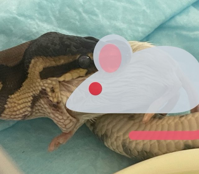 FroseGarden's tweet photo. ヘビちゃん🐍
ごはん🐀
＃ボールパイソン https://t.co/TQft0gXOXG