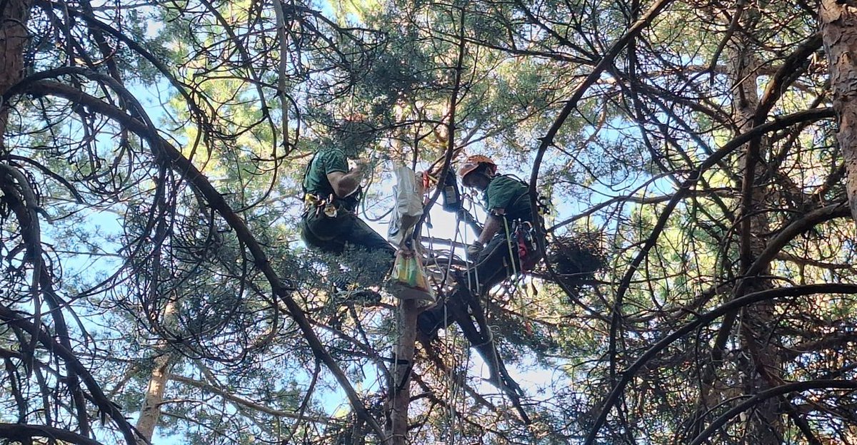 AAMM_And's tweet photo. 🦅 Final feliz para una joven águila calzada

Agentes Medioambientales de Sierra Nevada detectaron la caída de un nido con su único pollo.

La UVCA reconstruyó y aseguró el nido, devolviendo la cría a su hogar.

🌿 Sus progenitores continúan alimentándola con normalidad. https://t.co/WZRuCd0krd