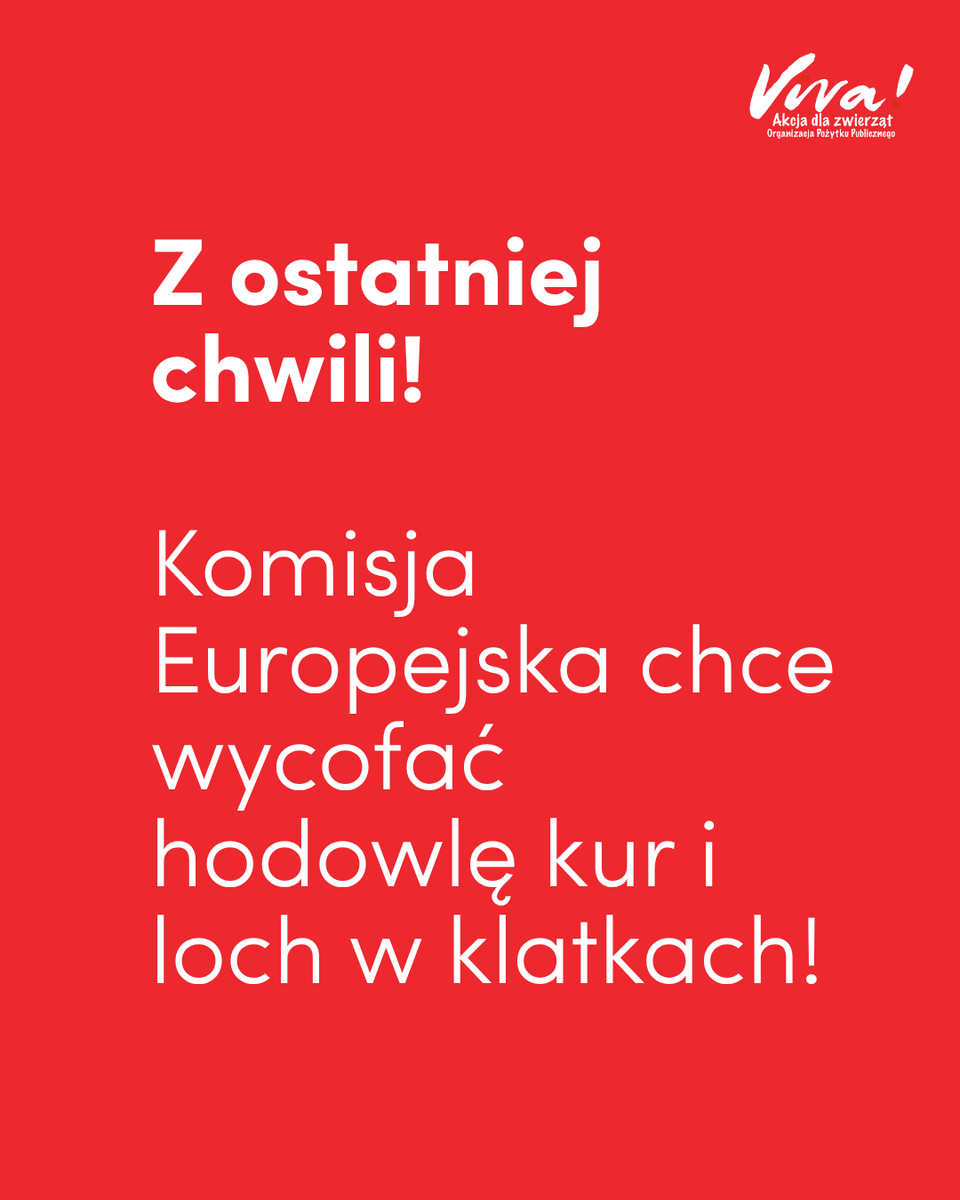 Fundacja_Viva's tweet photo. Komisja Europejska w końcu zapowiedziała przygotowanie przepisów, które mają wycofać klatki z hodowli kur niosek i loch. Jeśli zapowiedzi zostaną zrealizowane, każdego roku ponad 160 milionów kur i świń nie będzie już skazanych na życie w klatkach.

To pokazuje, że presja społeczna ma sens. Warto mówić o cierpieniu zwierząt - podpisywać petycje, nagłaśniać problem, współpracować z innymi sojusznikami i nie odpuszczać, nawet kiedy wydaje się, że nic się nie zmienia.

Cieszymy się, ale też czekamy na więcej - nie zapominamy o obietnicy złożonej w 2021 roku. Komisja Europejska wciąż nie przedstawiła planu odejścia od chowu klatkowego dla WSZYSTKICH gatunków zwierząt. Dlatego dalej będziemy przypominać, że każde zwierzę zasługuje na życie bez klatki - nie tylko kury i lochy.

Taka decyzja zmieni życie milionów czujących istot. I o to walczymy razem z @ciwf_pl  @otwarteklatki.

#KoniecEpokiKlatkowej #FundacjaViva #PrawaZwierząt