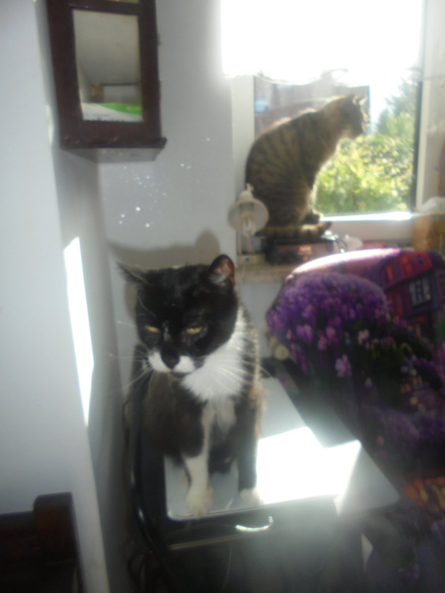 MariaAn63751239's tweet photo. Miłego popołudnia nasi kochani przyjaciele 🤗🥰🐦🐦‍⬛🌳🐕🐩🐈🐈‍⬛🌷🌼🌸🌺🦋🐞🐝🐸☁️ https://t.co/E36jFgqnhS