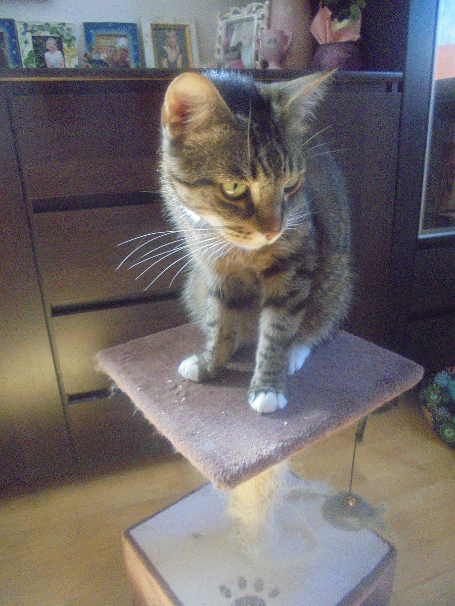 MariaAn63751239's tweet photo. Miłego popołudnia nasi kochani przyjaciele 🤗🥰🐦🐦‍⬛🌳🐕🐩🐈🐈‍⬛🌷🌼🌸🌺🦋🐞🐝🐸☁️ https://t.co/E36jFgqnhS