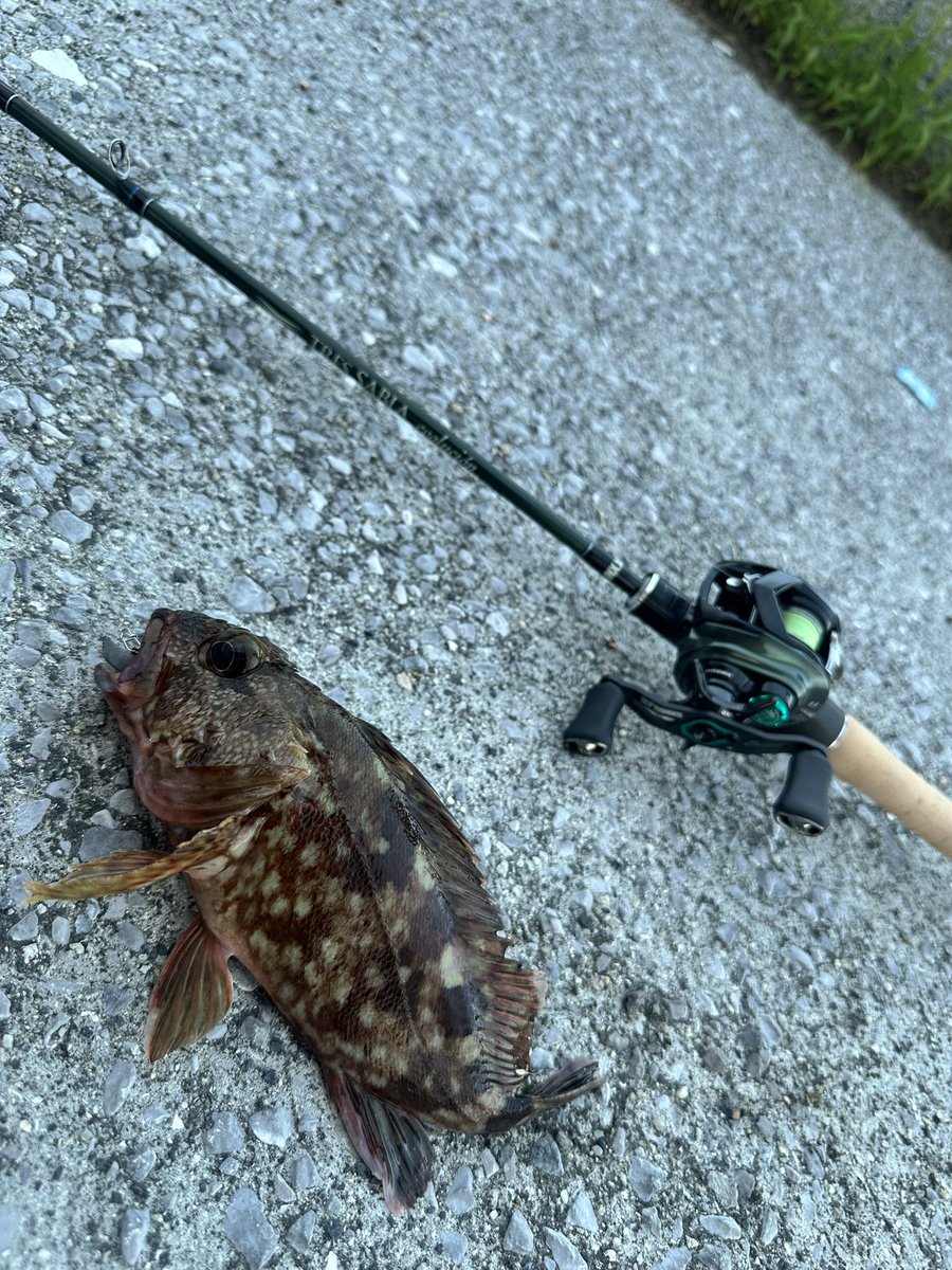 pApAtKy119's tweet photo. 今日は仕事終わりちょいと遊んでもらってきた🤭
いい引きすると思ったら逞しいカサゴさん！テールマッカートニーをパクりんちょ！

#インクスレーベル
#テールマッカートニー https://t.co/6mIbyWIMCs