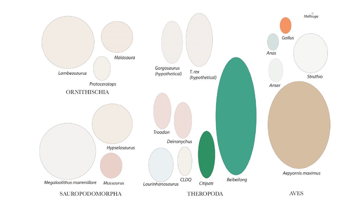 AndrejSpiridon4's tweet photo. Why do the birds have such a distinct egg shape, in comparison to other dinosaurs? https://t.co/JSifdf80Sf