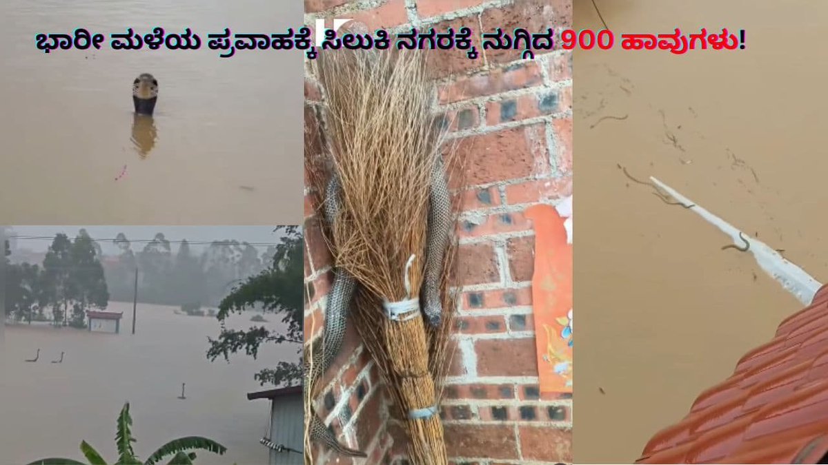 AsianetNewsSN's tweet photo. ಮಳೆ ಪ್ರವಾಹಕ್ಕೆ ವಿಷಕಾರಿ ಹಾವುಗಳ ಸಂತಾನೋತ್ಪತ್ತಿ ಕೇಂದ್ರ ನಾಶ, ನಗರದೊಳಗೆ ನುಗ್ಗಿದ 900 ಹಾವುಗಳು!
Read More: https://t.co/Sw07DxVAhq
#ChinaFloods #TyphoonMaysak #SnakeEscape #KingCobra