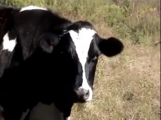 JordanWill46355's tweet photo. The cows didnโt look up #CowAppreciationDay https://t.co/lQG7Z4XNP8